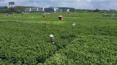 廣西橫州 品牌引領，茉莉花農踏上致富路