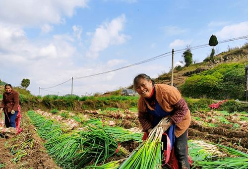 蔥郁龍坪，綠意滿(mǎn)“林”助農(nóng)增收